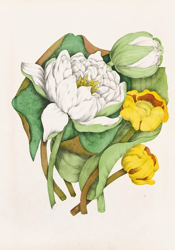 Sweet Scented Water Lily Yellow Pond Lily Wall Art by Agnes Fitzgibbon - High-Resolution Digital Print