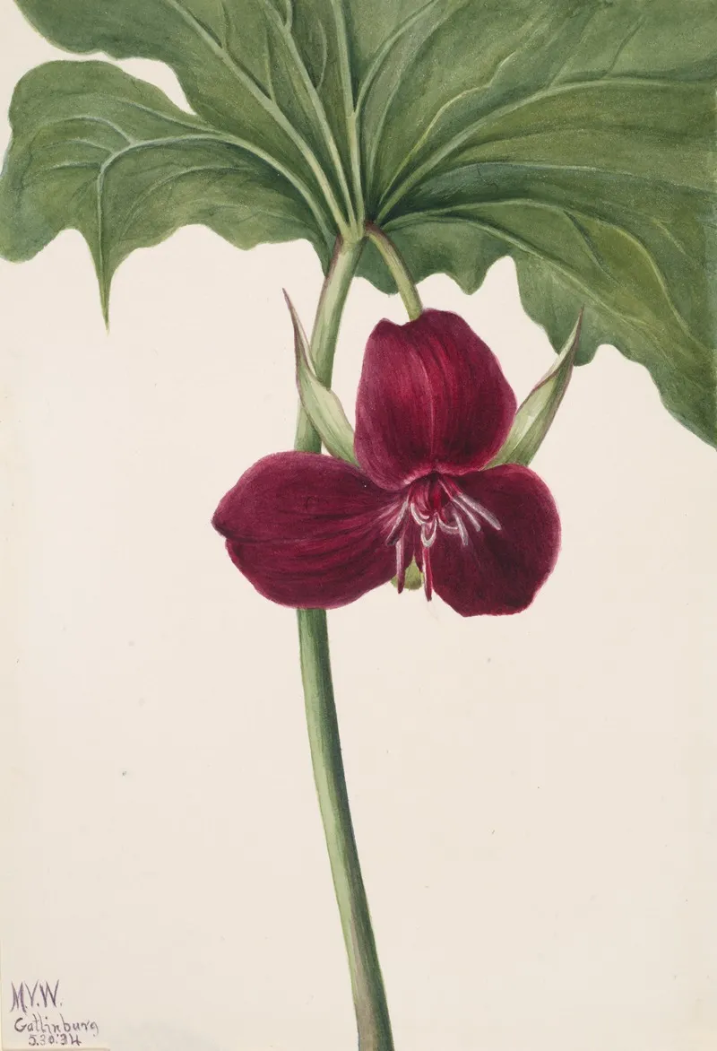 Sweet Trillium Trillium Vasyi