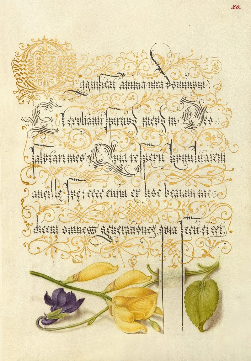 Sweet Violet And Spanish Broom