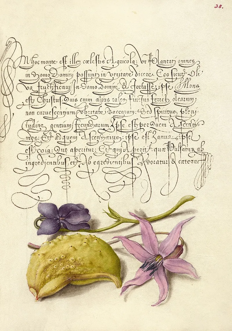 Sweet Violet Gourd And Dog Tooth Violet