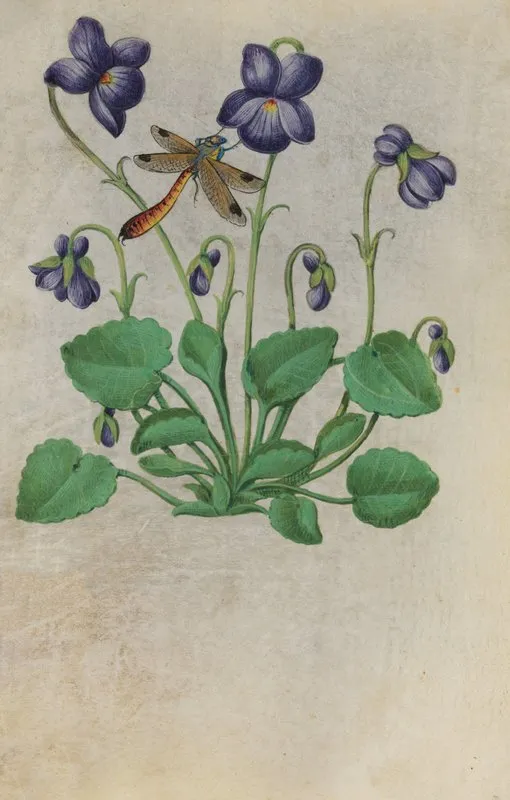 Sweet Violet Viola Odorata With A Dragonfly Wall Art by Master of Claude de France - High-Resolution Digital Print