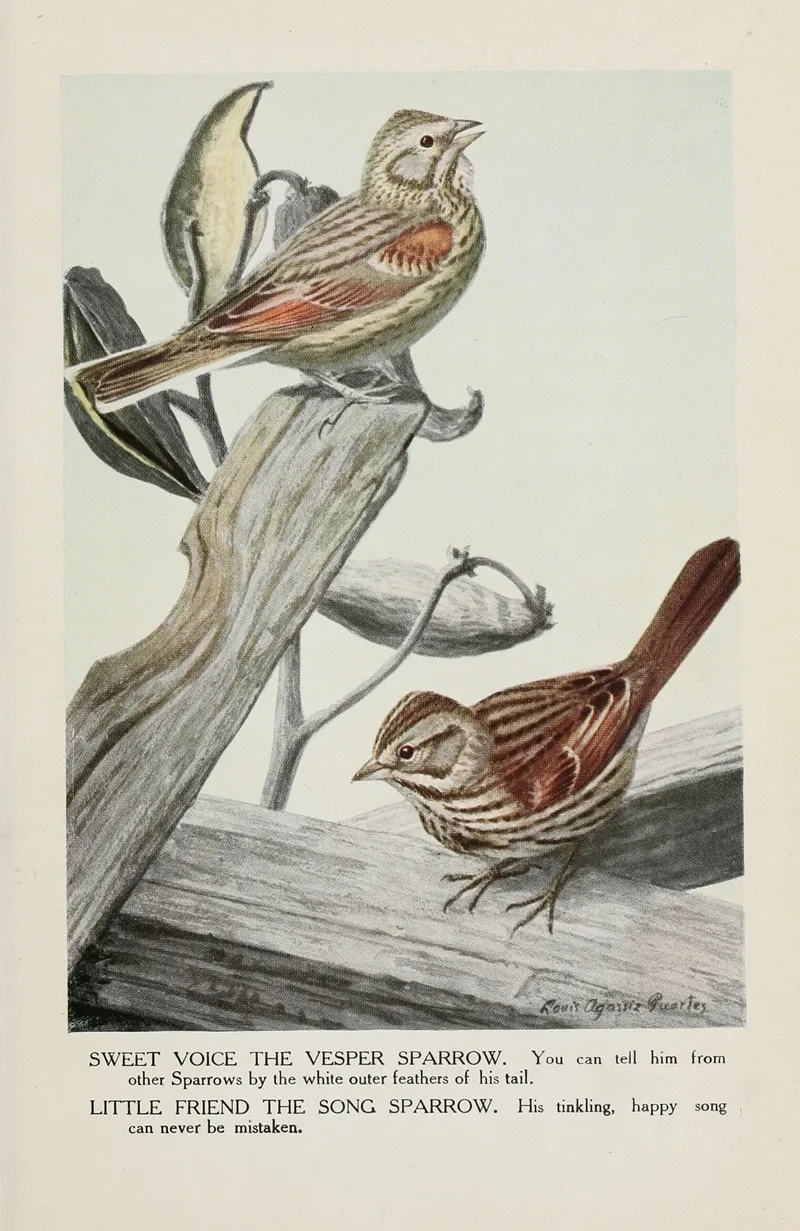 Sweet Voice The Vesper Sparrow Little Friend The Song Sparrow Wall Art by Louis Agassiz Fuertes - High-Resolution Digital Print