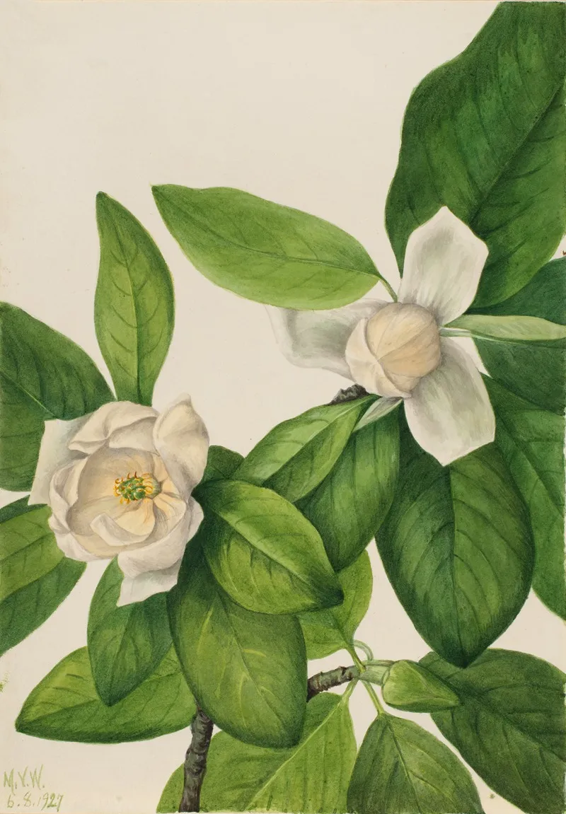 Sweetbay Magnolia Virginiana 2