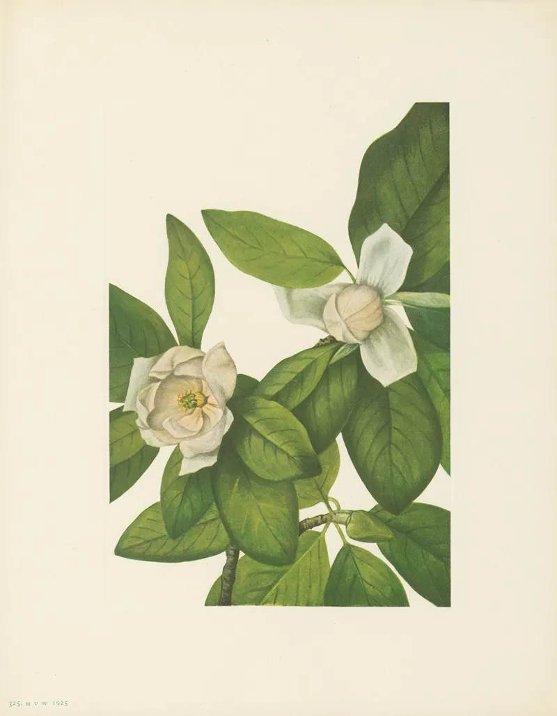 Sweetbay Magnolia Virginiana 3
