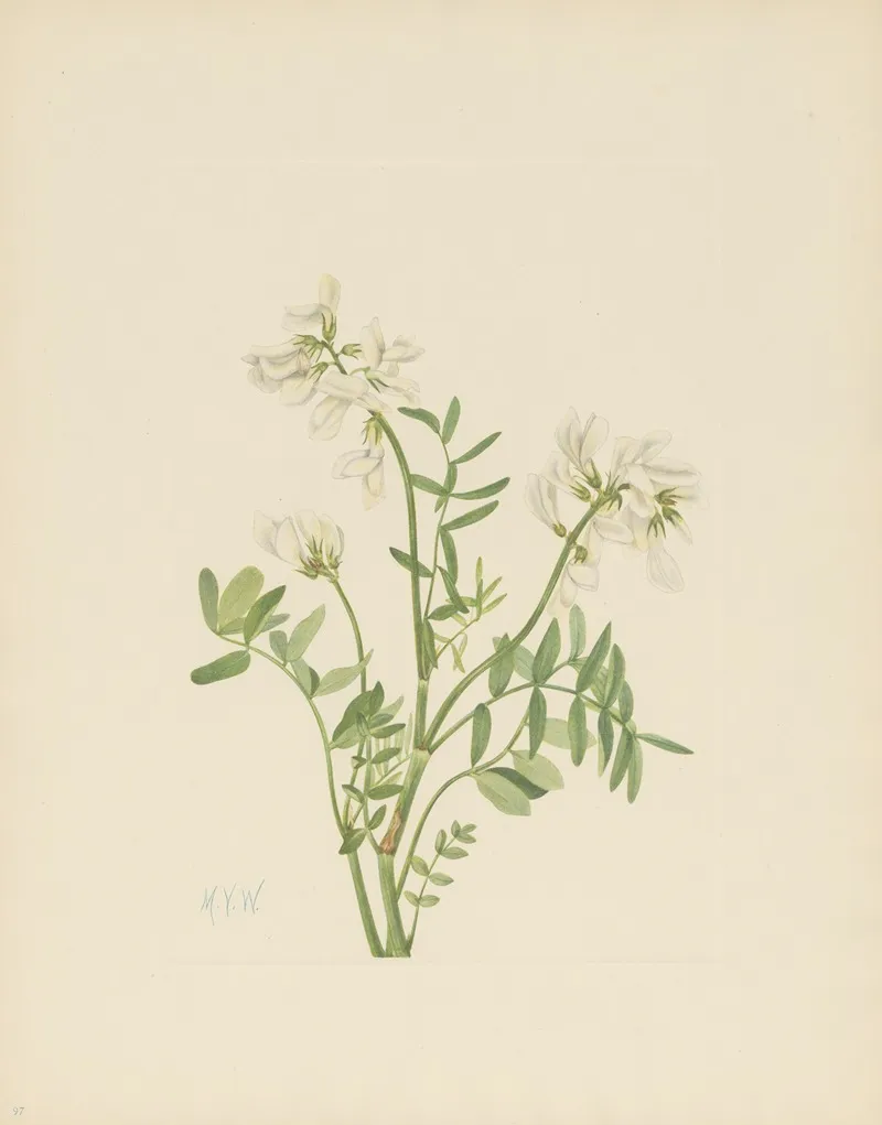 Sweetvetch Hedysarum Mackenzii 3