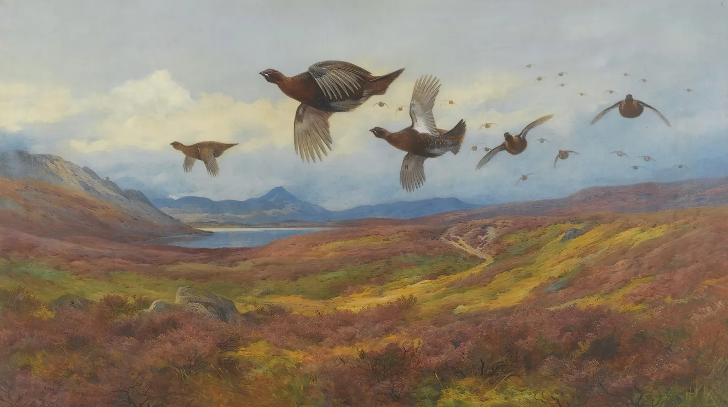 Swerving From The Guns Red Grouse