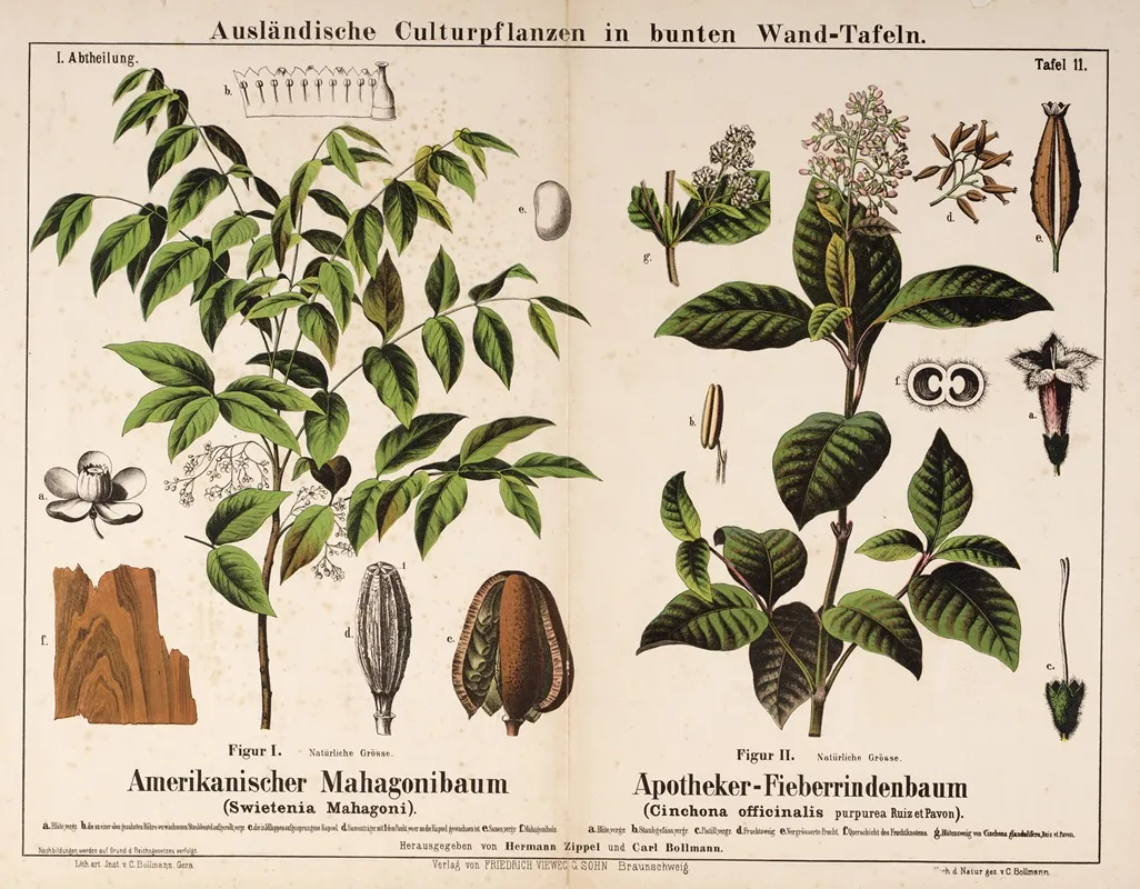 Swietenia Mahagoni Cinchona Officinalis Purpurea Mahonieboom Lepelblad Wall Art by Hermann Zippel - High-Resolution Digital Print