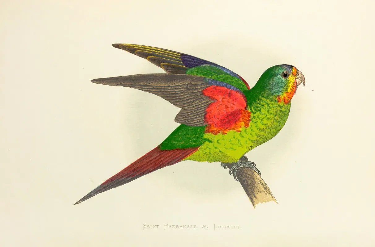 Swift Parrakeet Or Lorikeet Wall Art by Alexander Francis Lydon - High-Resolution Digital Print