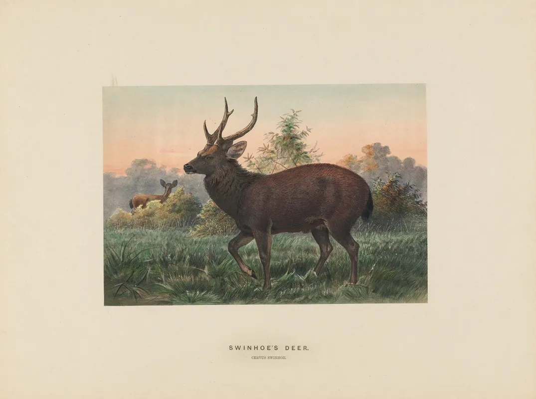 Swinhoes Deer 2 Wall Art by Joseph Wolf - High-Resolution Digital Print