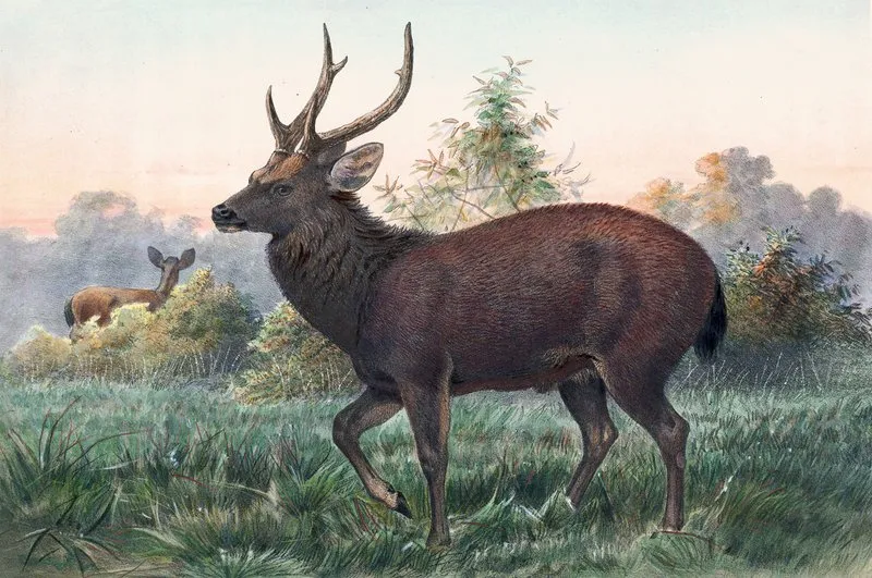 Swinhoes Deer Wall Art by Joseph Wolf - High-Resolution Digital Print