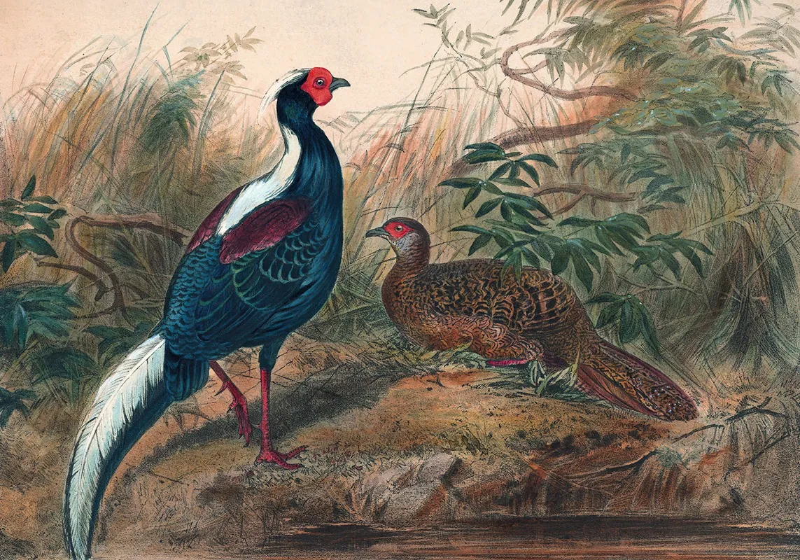 Swinhoes Pheasant Wall Art by Joseph Wolf - High-Resolution Digital Print