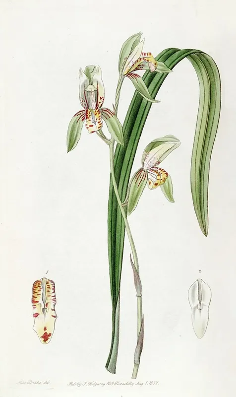 Sword Leaved Cymbidium Wall Art by Sydenham Edwards - High-Resolution Digital Print