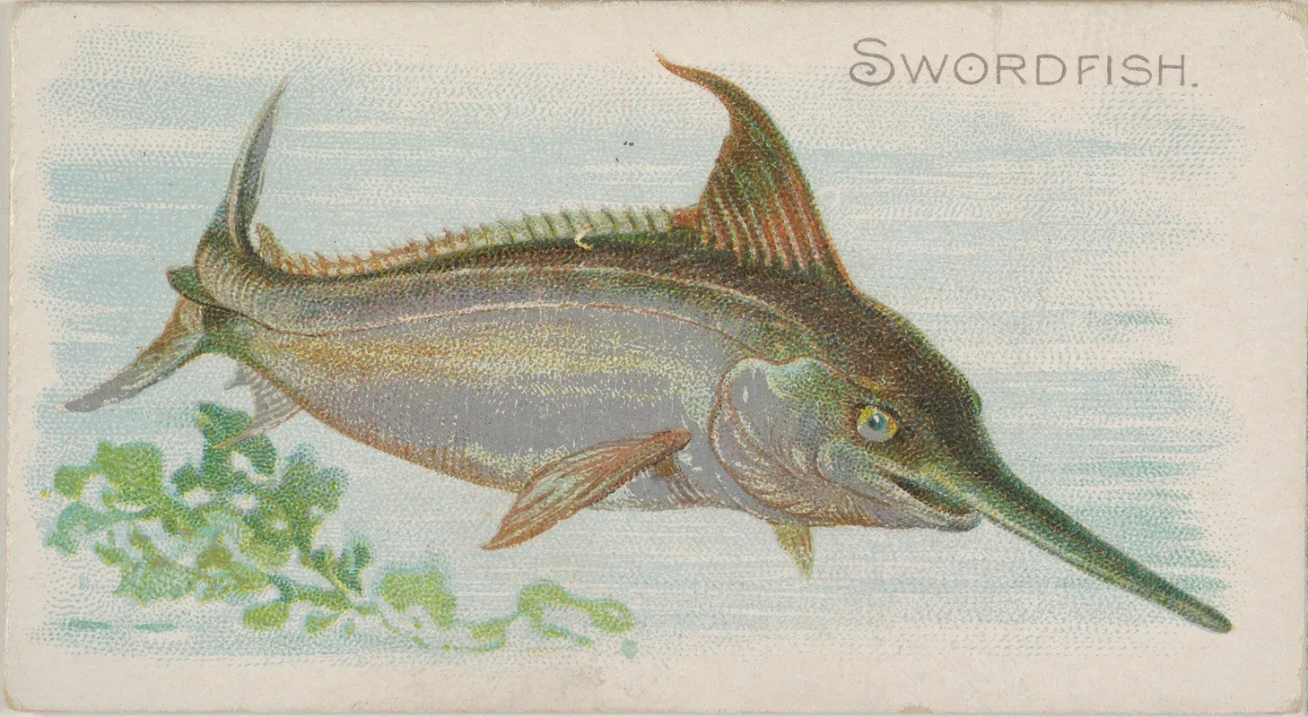 Swordfish Wall Art by Allen &amp; Ginter - High-Resolution Digital Print
