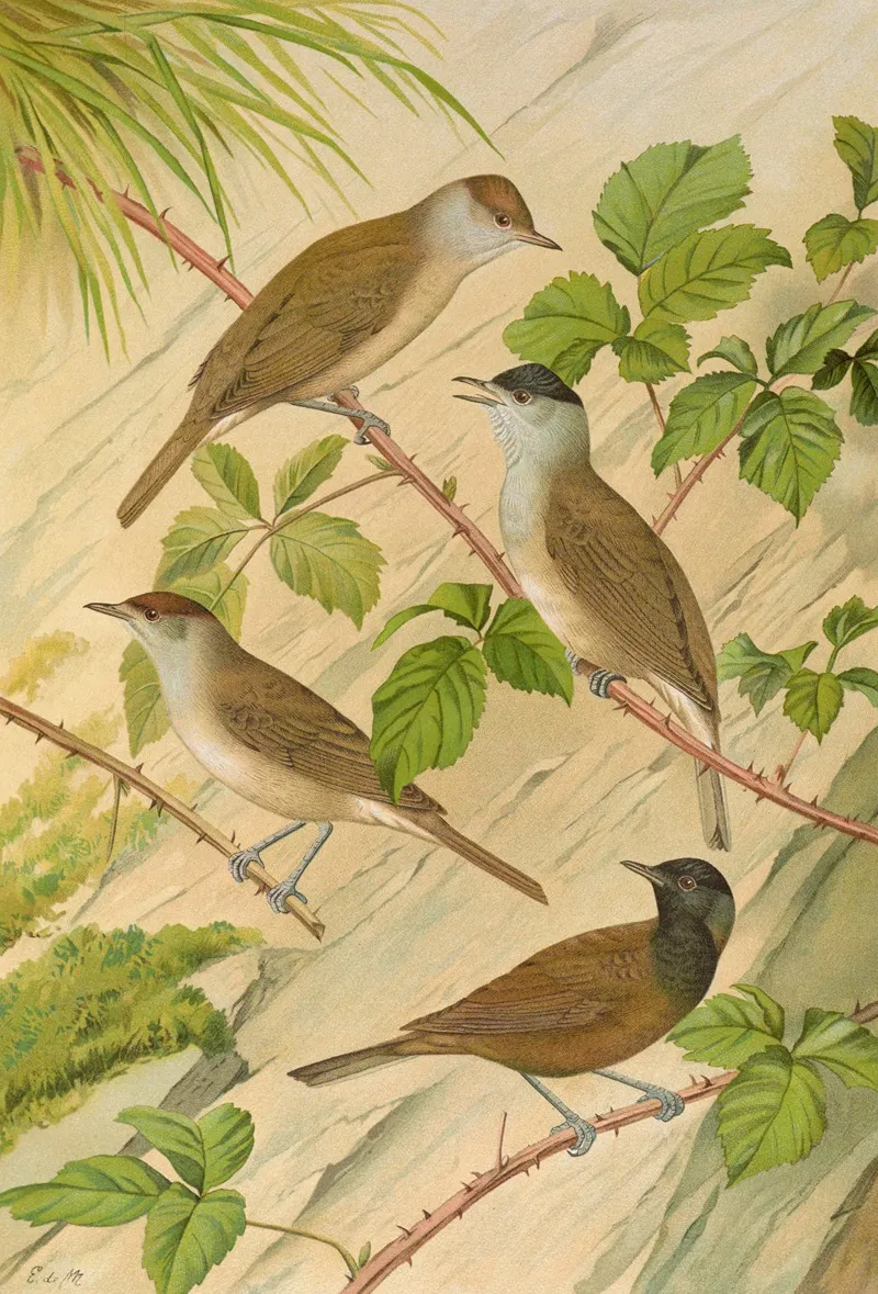 Sylvia Atricapilla Wall Art by Johann Friedrich Naumann - High-Resolution Digital Print
