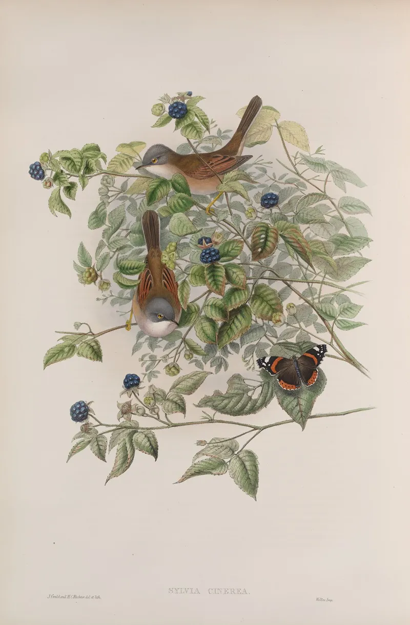 Sylvia Cinerea Whitethroat Wall Art by John Gould - High-Resolution Digital Print