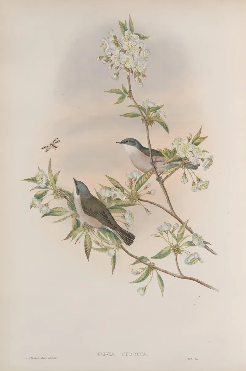 Sylvia Curruca Lesser Whitethroat Wall Art by John Gould - High-Resolution Digital Print