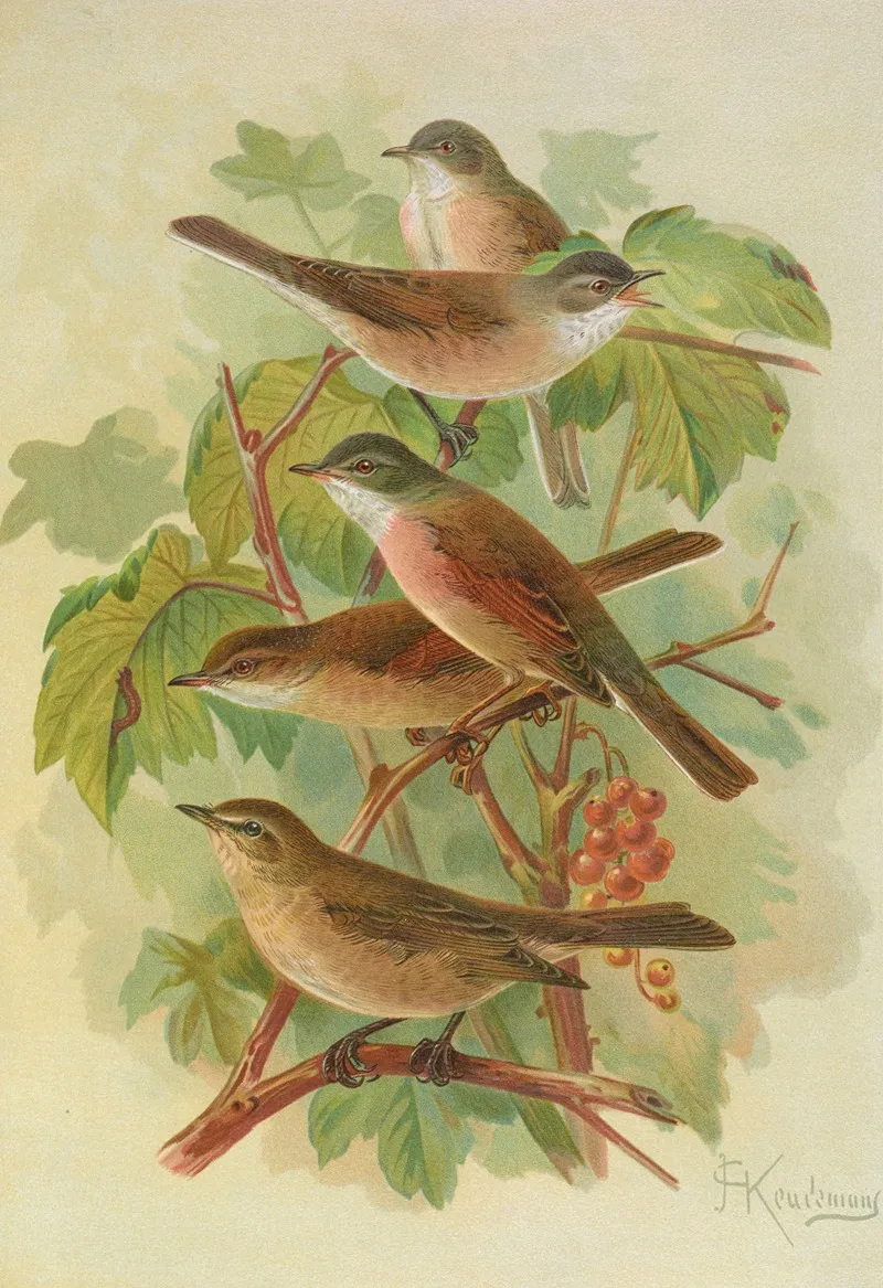 Sylvia Curruca Sylvia Simplex Wall Art by Johann Friedrich Naumann - High-Resolution Digital Print