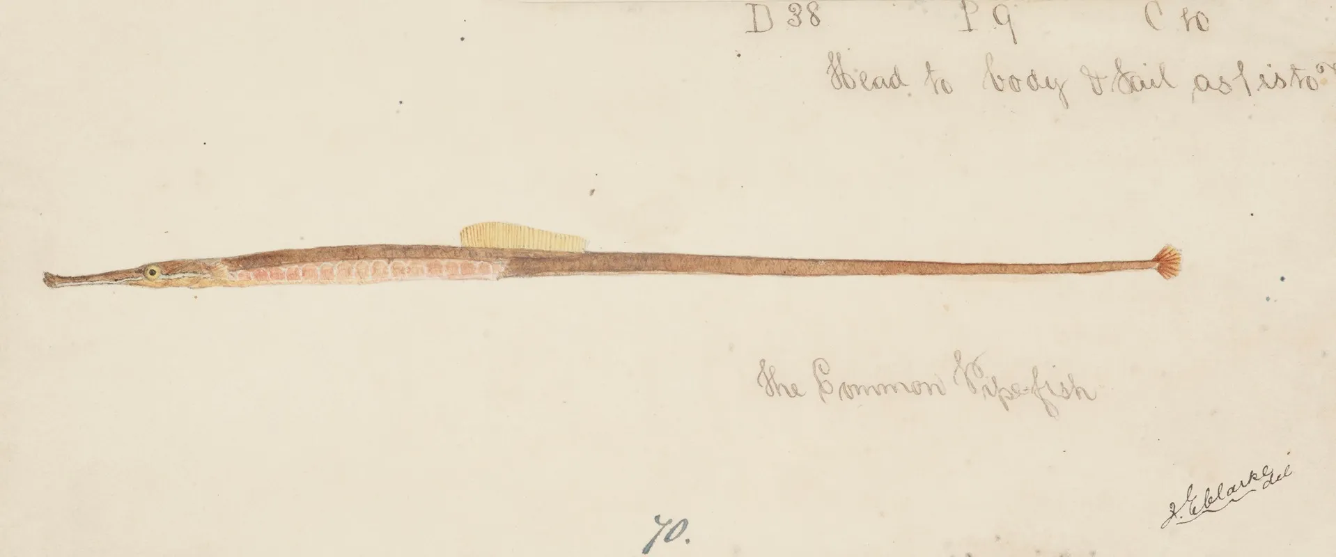 Syngnathidae Common Pipefish