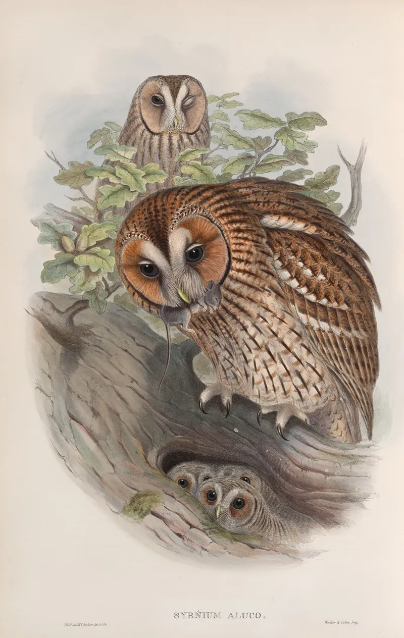Syrnium Aluco Tawny Or Brown Owl Wall Art by John Gould - High-Resolution Digital Print