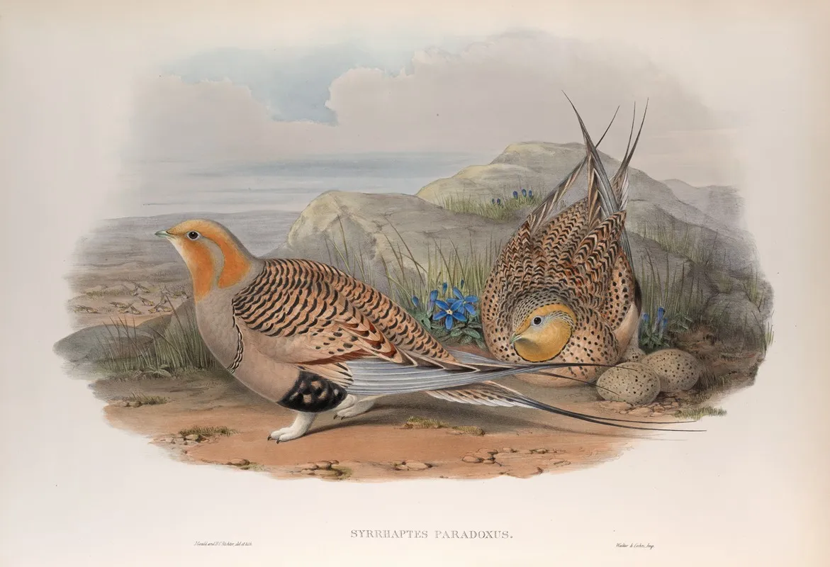 Syrrhaptes Paradoxus Pallass Sand Grouse Wall Art by John Gould - High-Resolution Digital Print