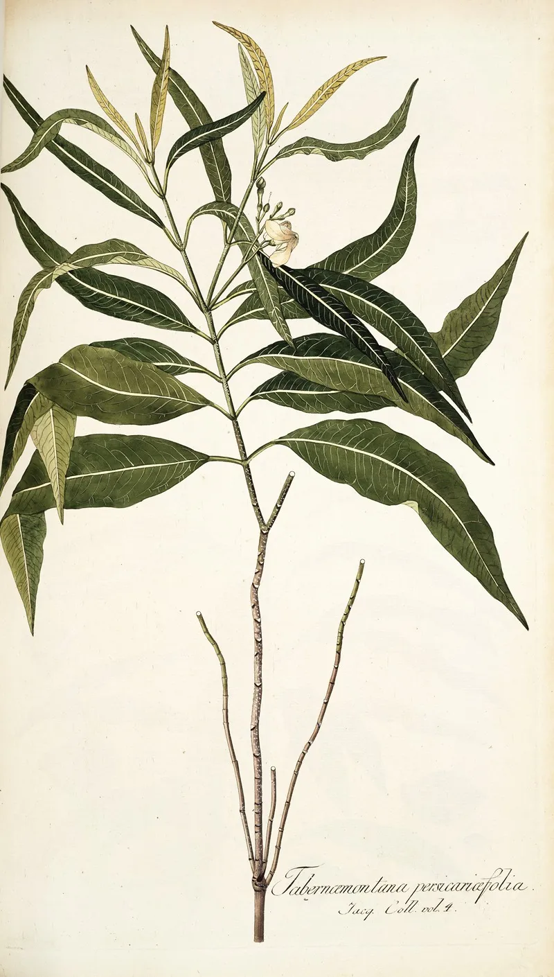 Tabernaemontana Persicariaefolia Wall Art by Nikolaus Joseph Freiherr von Jacquin - High-Resolution Digital Print