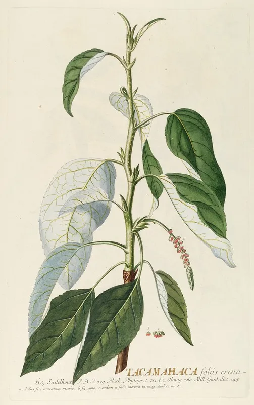 Tacamahaca Ii Wall Art by Georg Dionysius Ehret - High-Resolution Digital Print