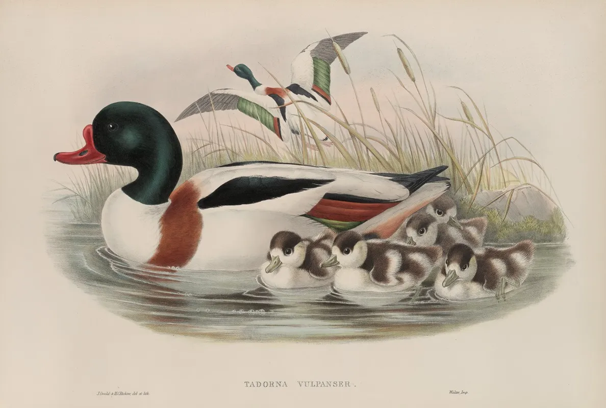 Tadorna Vulpanser Sheldrake Wall Art by John Gould - High-Resolution Digital Print