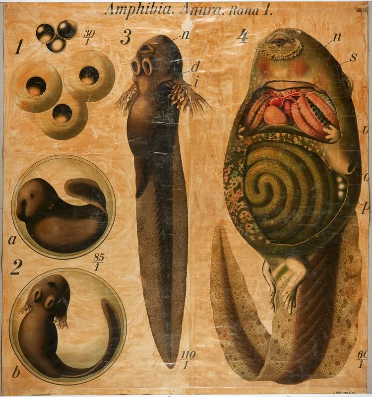 Tadpoles Wall Art by Paul Pfurtscheller - High-Resolution Digital Print