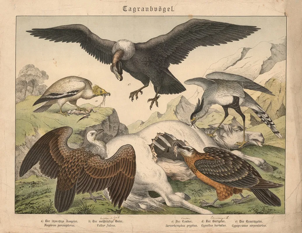 Tagraubvogel A Der Schmutzige Aasgeier B Der Weisskopfige Geier C Der Condor D Der Bartgeier E Der Kranichgeier Wall Art by Gotthilf Heinrich von Schubert - High-Resolution Digital Print