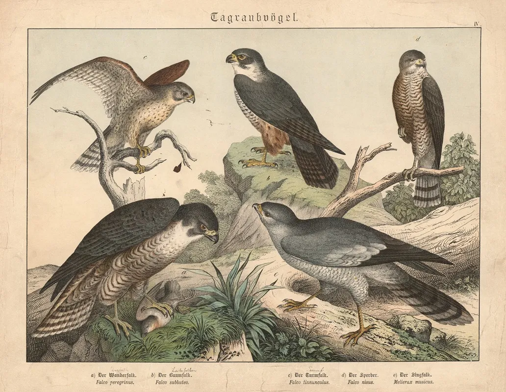 Tagraubvogel A Der Wanderfalk B Der Baumfalk C Der H Turmfalk D Der Sperber E Der Singfalk Wall Art by Gotthilf Heinrich von Schubert - High-Resolution Digital Print