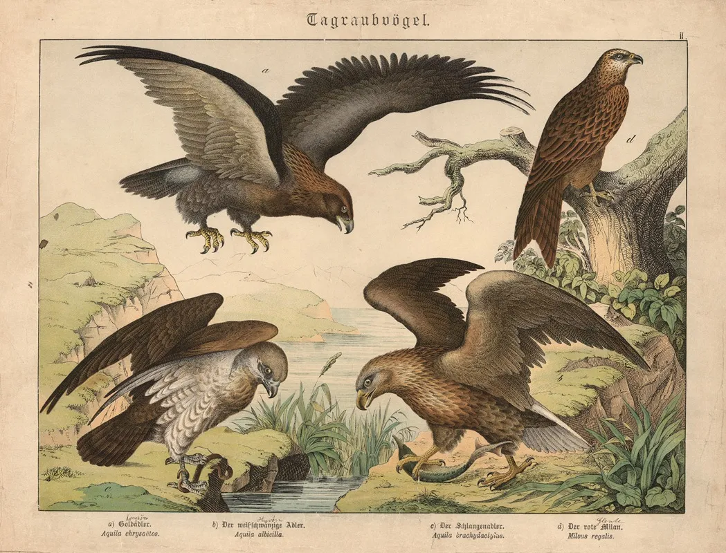 Tagraubvogel A Goldadler B Der Weissschwanzige Adler C Der Schlangenadler D Der Rote Milan Wall Art by Gotthilf Heinrich von Schubert - High-Resolution Digital Print