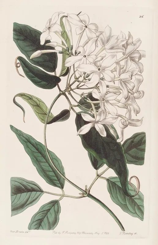 Tail Leaved Jasmine Wall Art by Sydenham Edwards - High-Resolution Digital Print