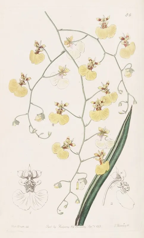 Tail Leaved Oncidium Wall Art by Sydenham Edwards - High-Resolution Digital Print