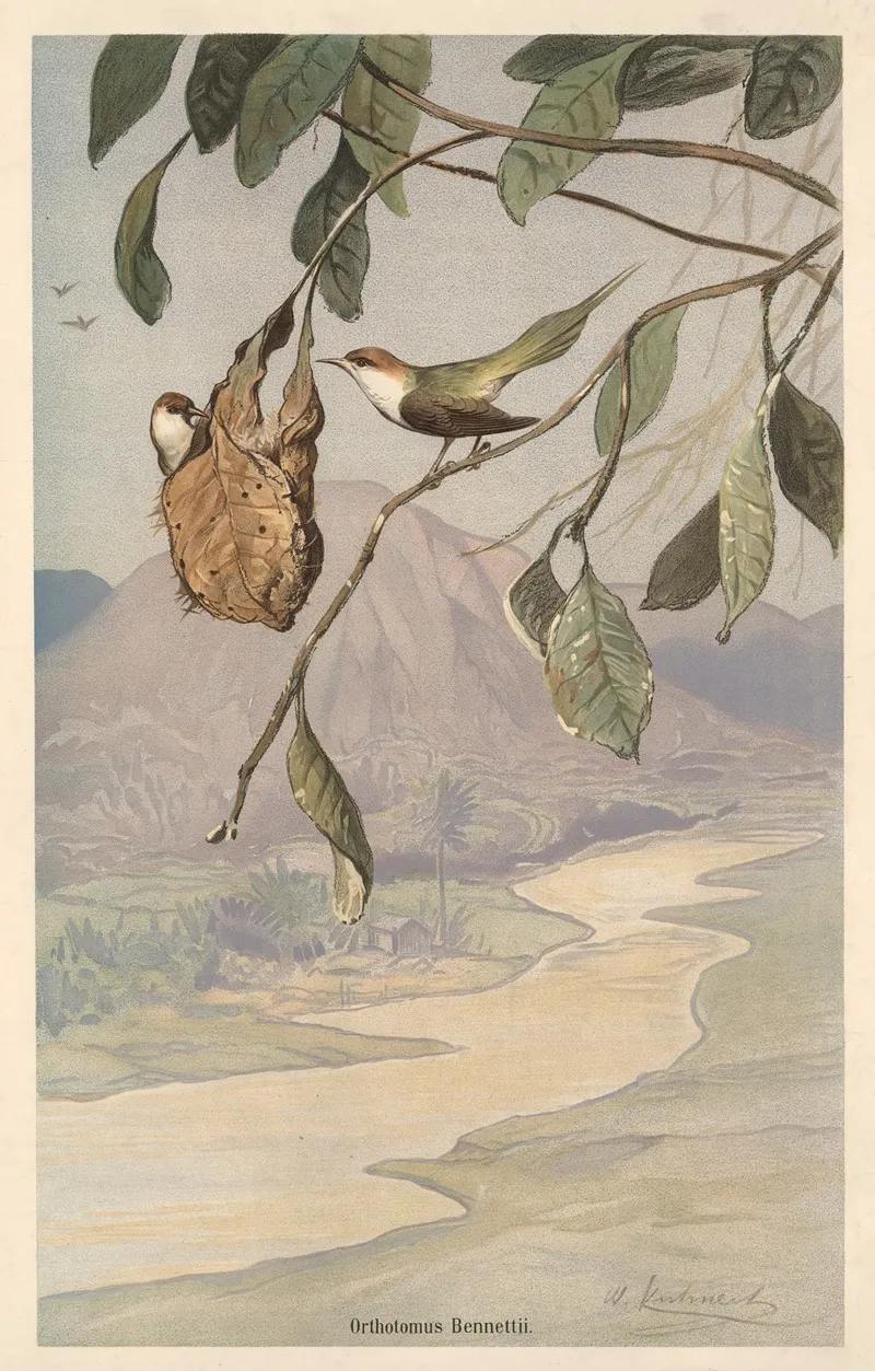 Tailor Bird 2 Wall Art by Wilhelm Kuhnert - High-Resolution Digital Print