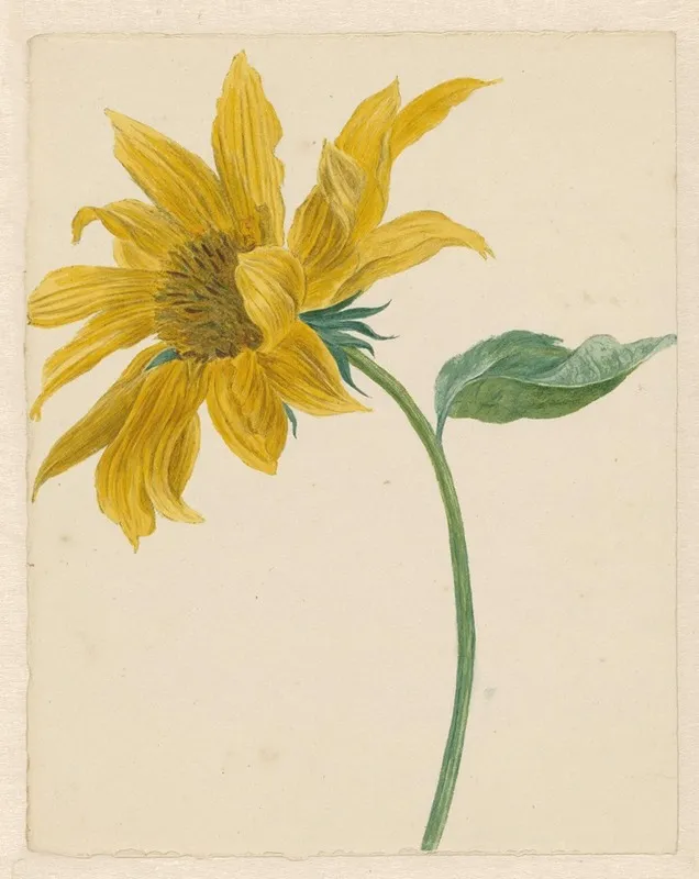 Tak Met Een Zonnebloem Wall Art by Michiel van Huysum - High-Resolution Digital Print