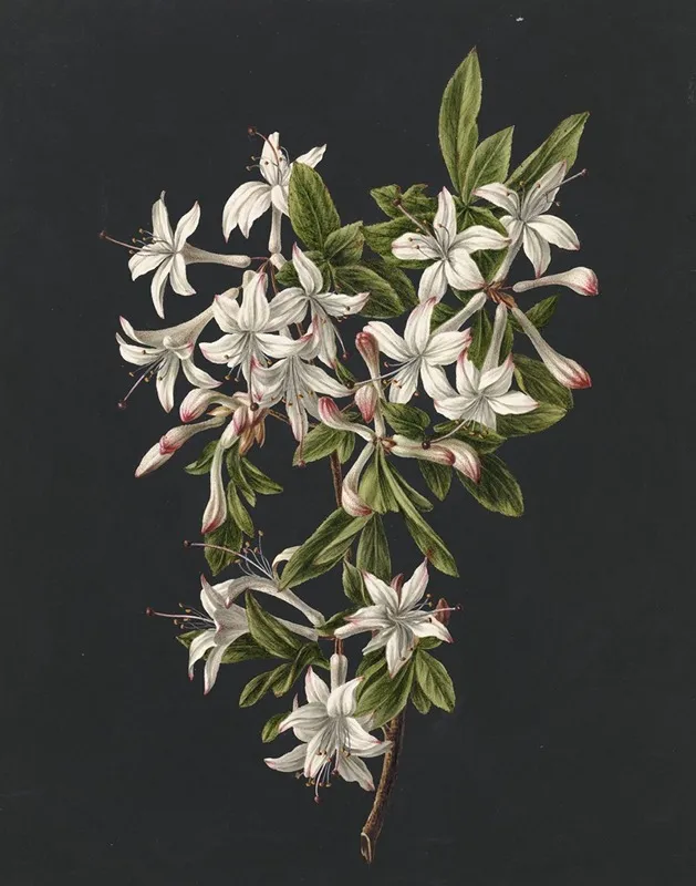 Tak Van Een Bloeiende Azalea Wall Art by M. de Gijselaar - High-Resolution Digital Print