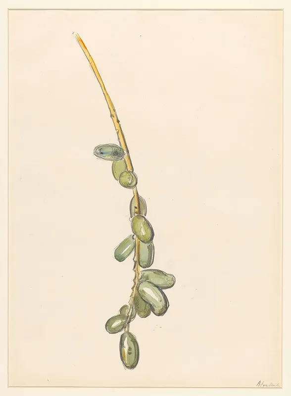 Takje Van Een Dadelpalm Met Groene Vruchten Wall Art by Barbara Elisabeth van Houten - High-Resolution Digital Print