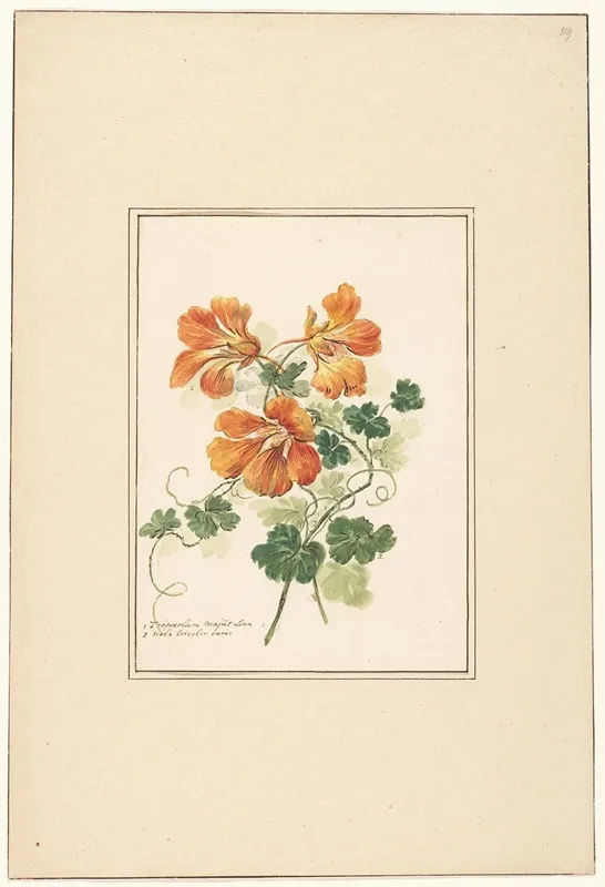 Takken Van Een Tropaeolum En Een Viooltje Wall Art by Pieter van Loo - High-Resolution Digital Print