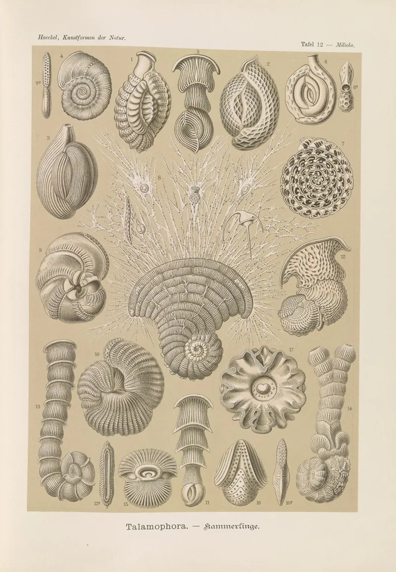 Talamophora Kammerlinge Wall Art by Ernst Haeckel - High-Resolution Digital Print