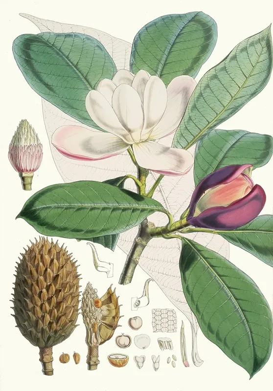Talauma Hodgsoni H F Et T Wall Art by Walter Hood Fitch - High-Resolution Digital Print
