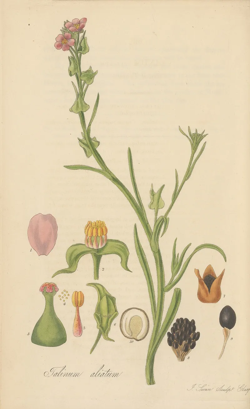 Talinum Ciliatum Wall Art by William Jackson Hooker - High-Resolution Digital Print
