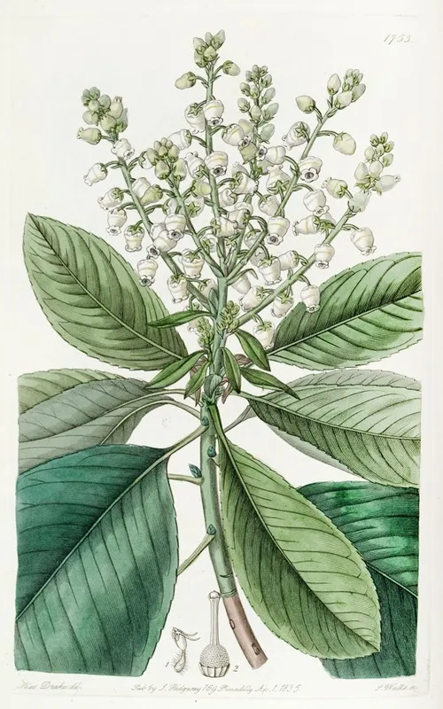 Tall Arbutus Or Strawberry Tree Wall Art by Sydenham Edwards - High-Resolution Digital Print