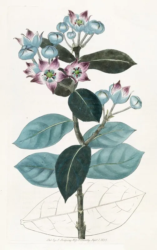 Tall Calotropis Wall Art by Sydenham Edwards - High-Resolution Digital Print