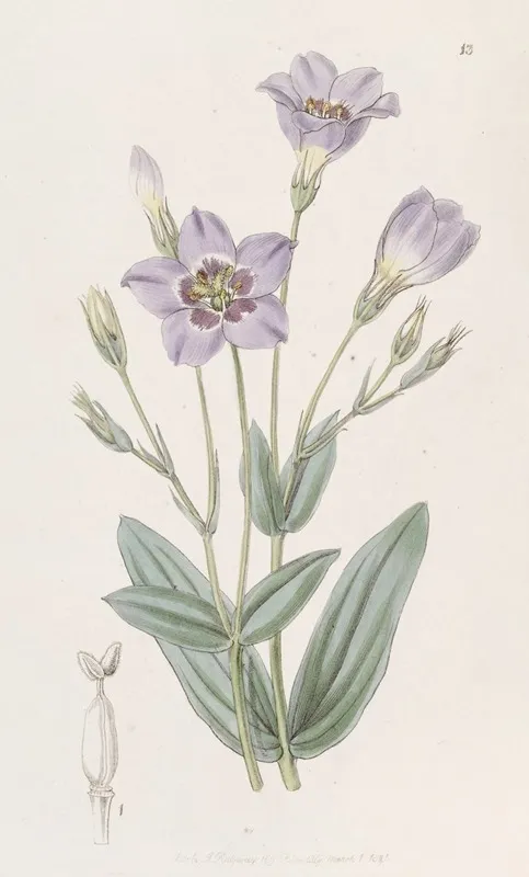 Tall Eustoma Wall Art by Sydenham Edwards - High-Resolution Digital Print