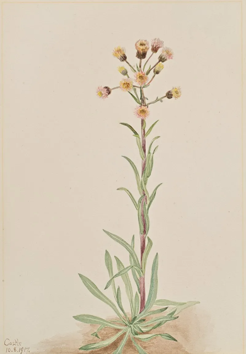 Tall Fleabane Erigeron Acris