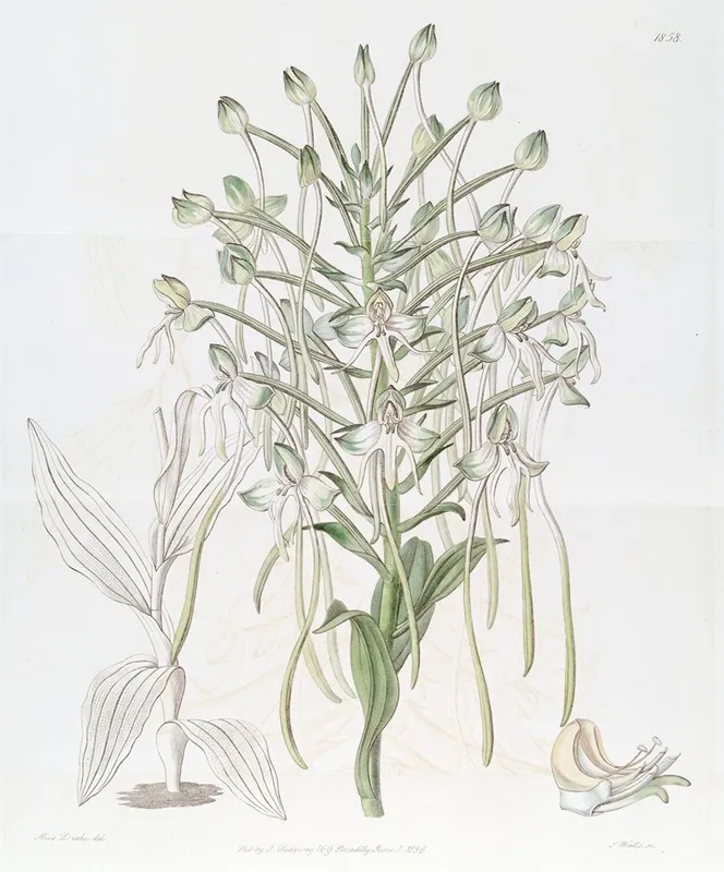 Tall Habenaria Wall Art by Sydenham Edwards - High-Resolution Digital Print
