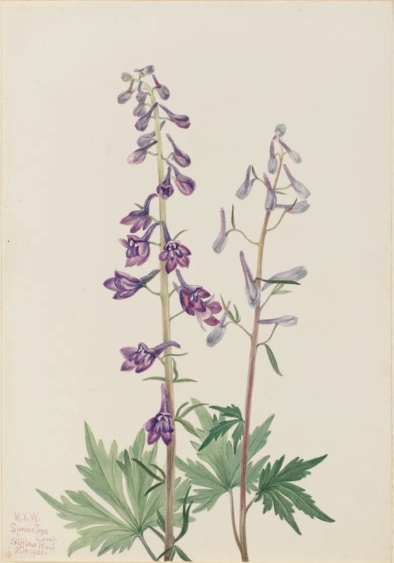 Tall Larkspur Delphinium Elongatum 2