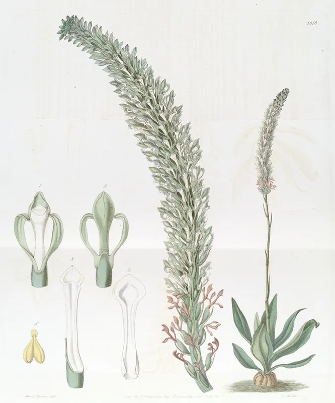 Tall Lizards Tongue Wall Art by Sydenham Edwards - High-Resolution Digital Print