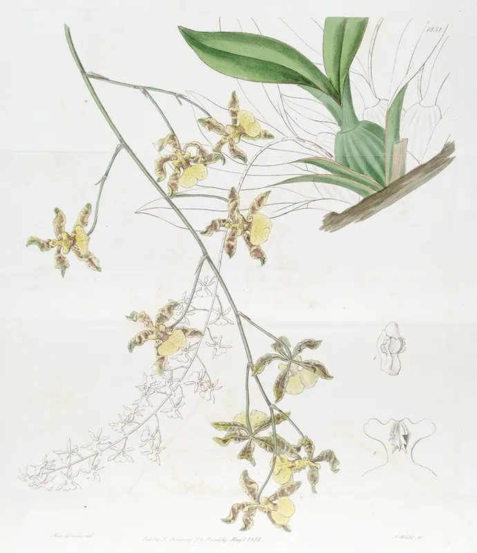 Tallest Oncidium Wall Art by Sydenham Edwards - High-Resolution Digital Print
