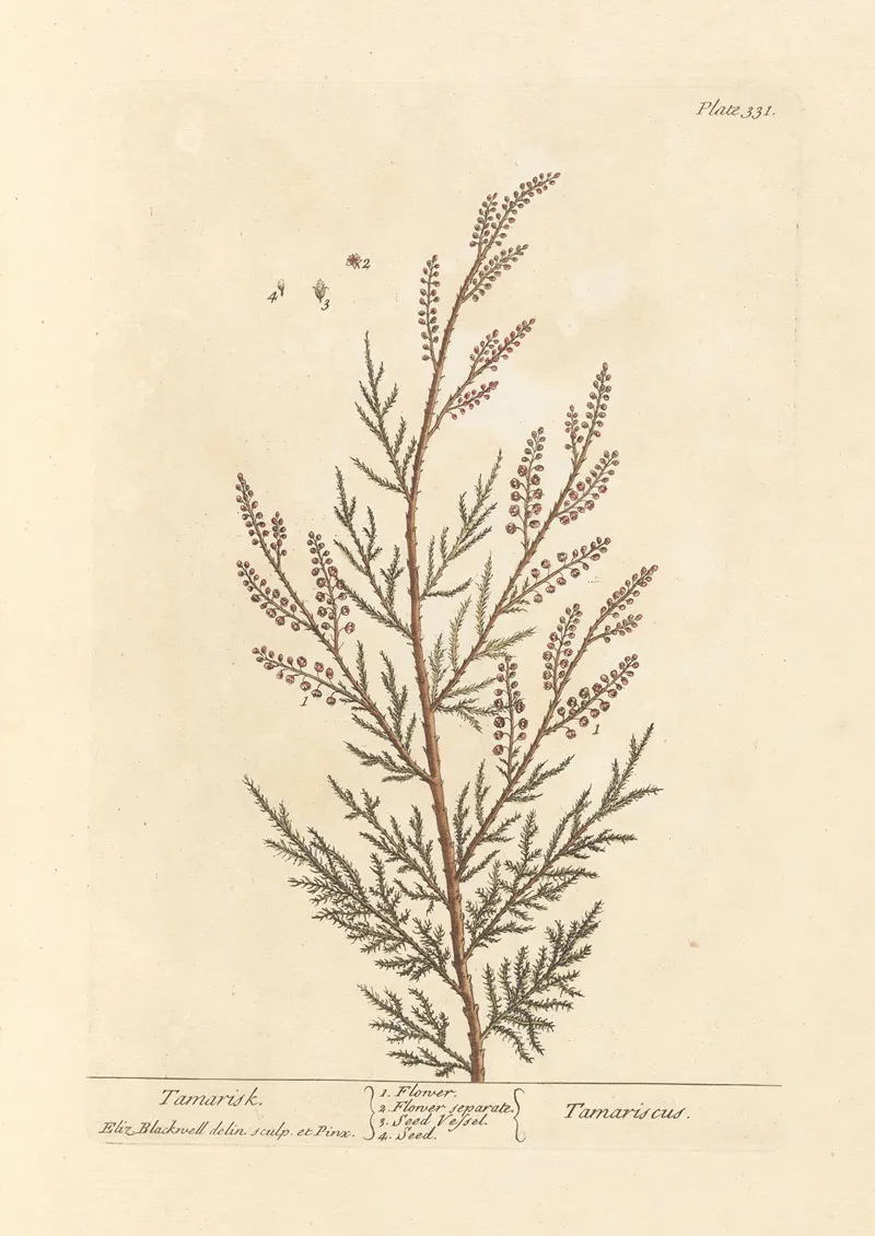 Tamarisk Wall Art by Elizabeth Blackwell - High-Resolution Digital Print